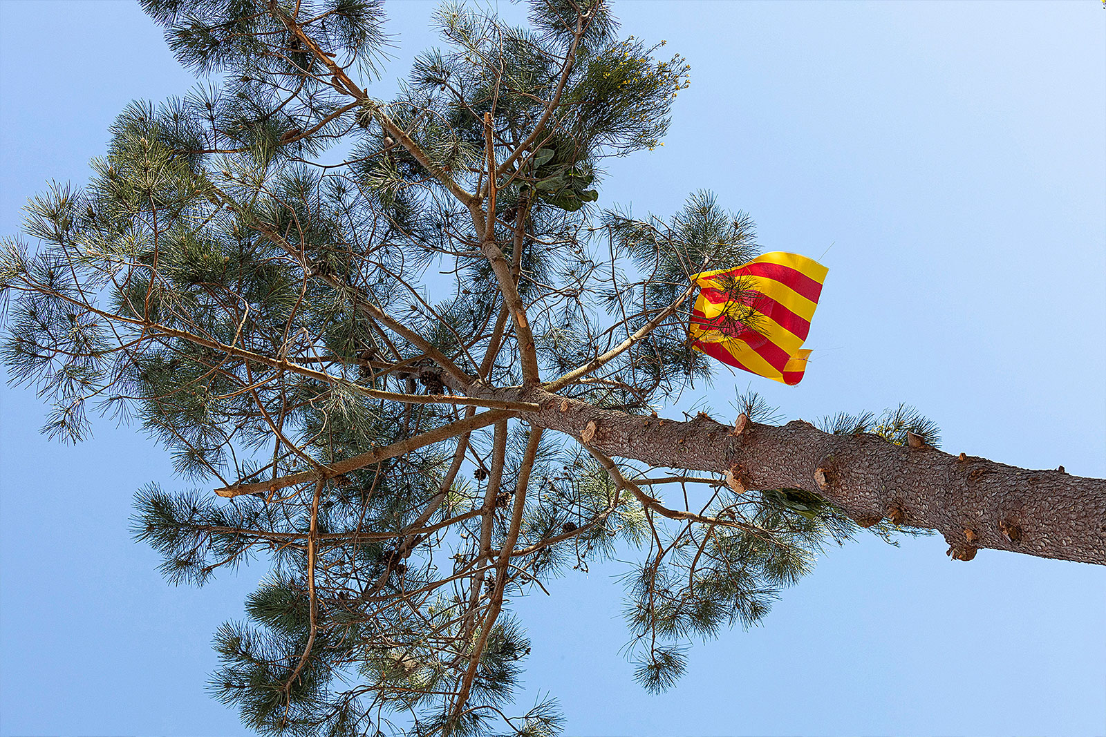 Pi de Pasqüetes plantat a Castell d’Aro, amb una senyera entre les branques.