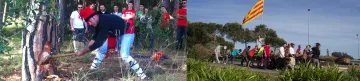Dues escenes de la Festa del Pi: la tallada del pi al bosc i el trasllat pel poble.