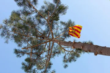 Pi de Pasqüetes plantat a Castell d’Aro, amb una senyera entre les branques.